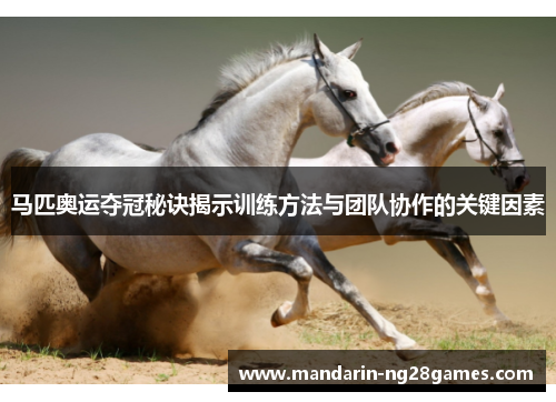 马匹奥运夺冠秘诀揭示训练方法与团队协作的关键因素 马匹奥运夺冠秘诀揭示训练方法与团队协作的关键因素